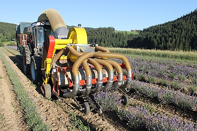 Kräuter-Erntemaschine mit Aufsatz für Lavendelernte