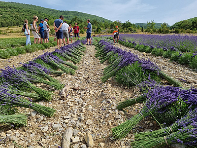 Lavendelfelder und Lavendelernte in Frankreich