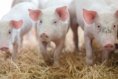 Schweine in den Betrieben des Tierwohlprogramms „hütthalers Hofkultur“ der Hütthaler KG haben doppelt so viel Platz, eingestreute Liegeflächen und Zugang zu einem Außenklimabereich. © Hütthaler KG